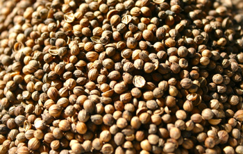 COLLENDRA-SAATEN 1kg