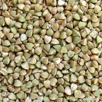 BUCHWEIZENGRÜTZE UNGERÖSTET 5KG