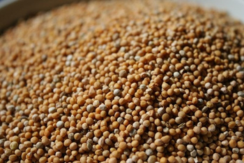 Gorczyca biała mielona 100g