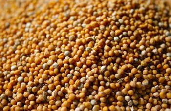 Gorczyca biała ziarno 100g