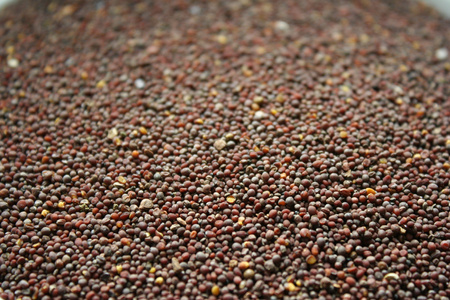 SCHWARZE SENFSAAT 100G
